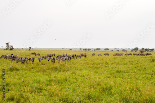 Field with zebras and blue wildebeest
