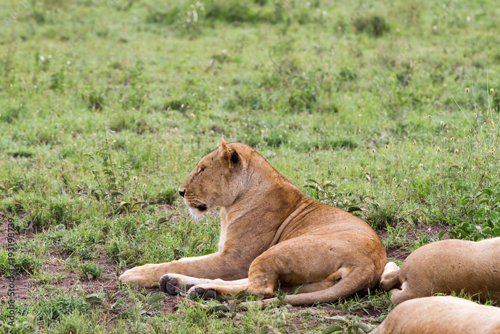 East African lionesses (Panthera leo) East African lionesses (Panthera leo)