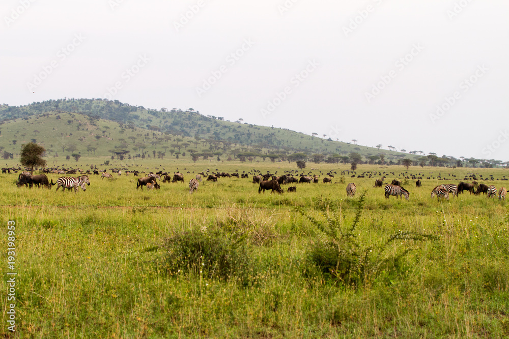 Field with zebras and blue wildebeest in Serengeti National Park, Tanzania Field with zebras and blue wildebeest in Serengeti National Park, Tanzania