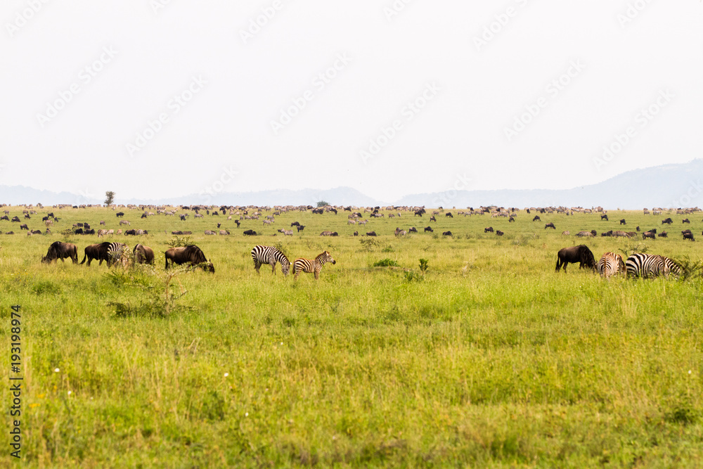 Field with zebras and blue wildebeest in Serengeti National Park, Tanzania