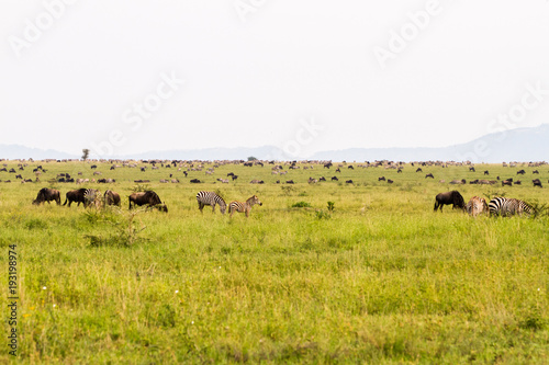 Field with zebras and blue wildebeest in Serengeti National Park, Tanzania © anca enache