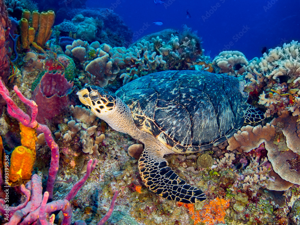 Hawkbill Turtle Hawkbill Turtle