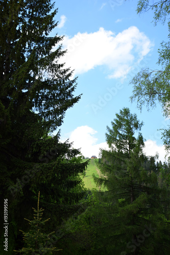 Beautiful pine trees © roxana_stefania
