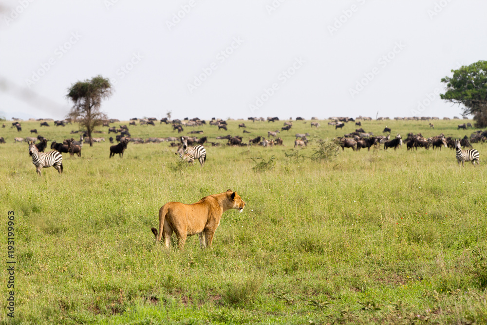 Naklejka premium East African lionesses (Panthera leoEast African lioness (Panthera leo) preparing to hunt in a field with zebras and wildebeests in Serengeti National Park, Tanzania