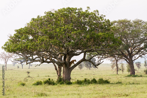 East African lionesses (Panthera leo) and tree in Serengeti National Park, Tanzania