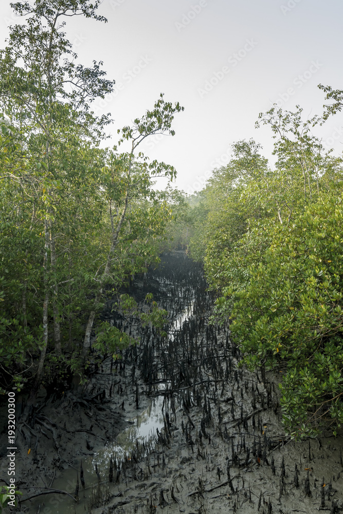 The Sundarbans is a vast forest in the coastal region of the Bay of Bengal and considered one of the natural wonders of the world.