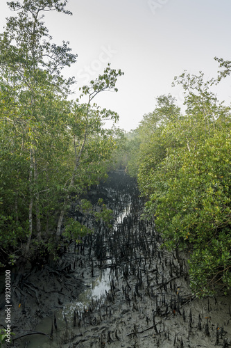 Obraz na płótnie The Sundarbans is a vast forest in the coastal region of the Bay of Bengal and considered one of the natural wonders of the world. w salonie