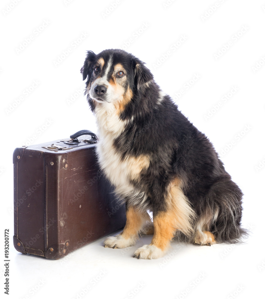 Tricolor black Australian shepherd with suitcase Tricolor black Australian shepherd with suitcase