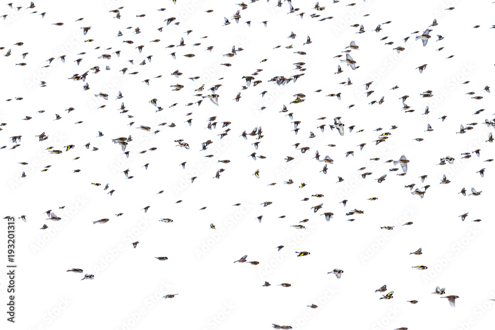 birds fly in the gloomy sky birds fly in the gloomy sky