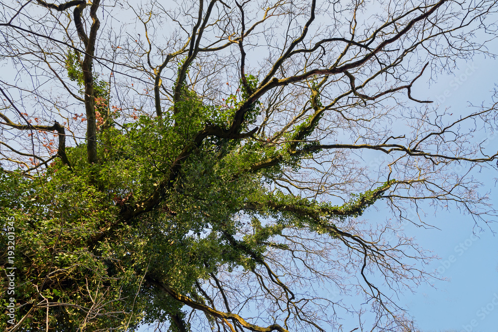 Fototapeta premium Top of an old bald tree overgrown with ivy against the clear blue sky