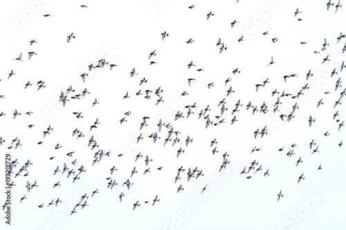 flying flock of wild birds