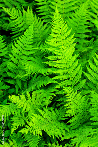 green texture of fern leaves
