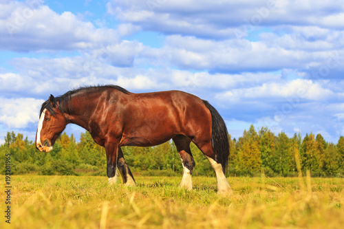 shire horse on a summer pasture