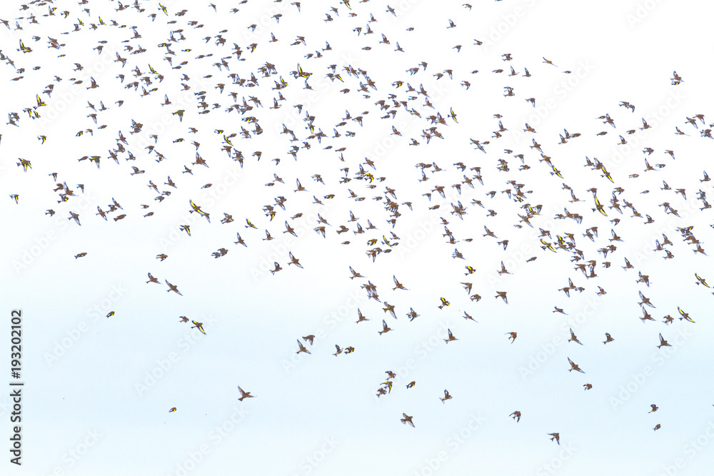 spring sky and a flock of birds spring sky and a flock of birds