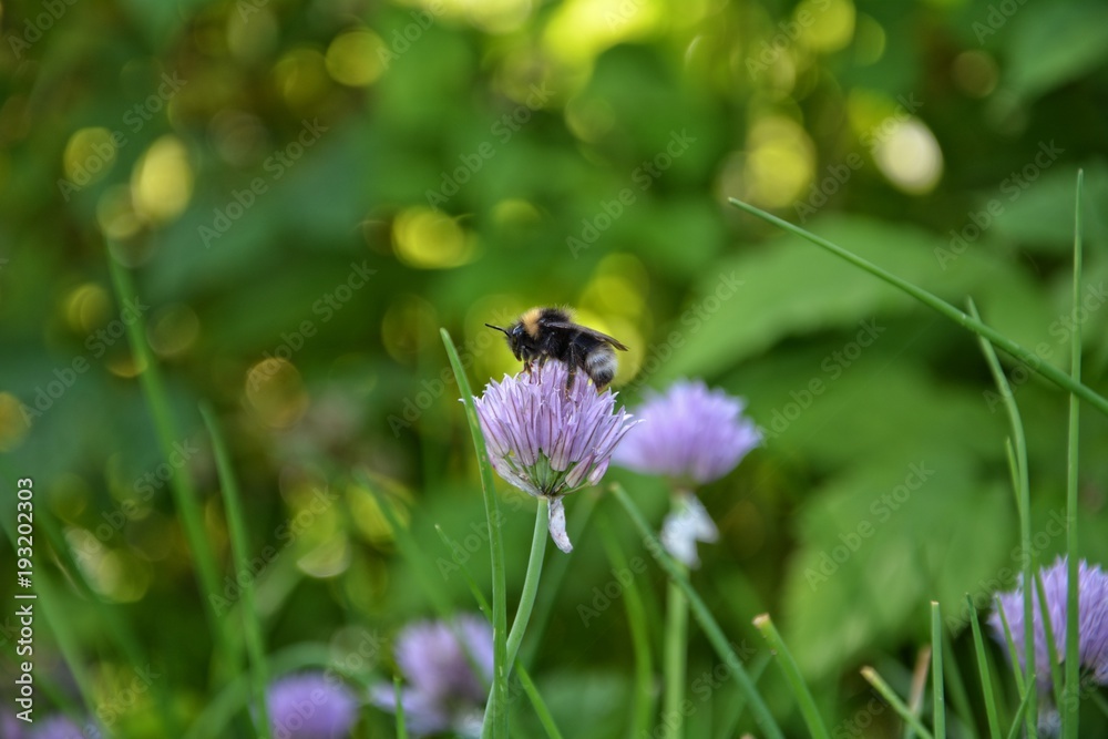 Hummel auf einer Schnittlauchblüte in der Natur Hummel auf einer Schnittlauchblüte in der Natur