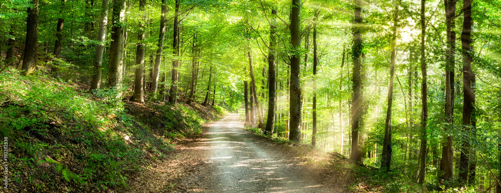Obraz premium Panorama zielonego lasu w słońcu
