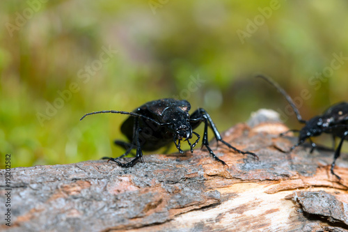 Beetle, ground beetle on nature, Green moss macro
