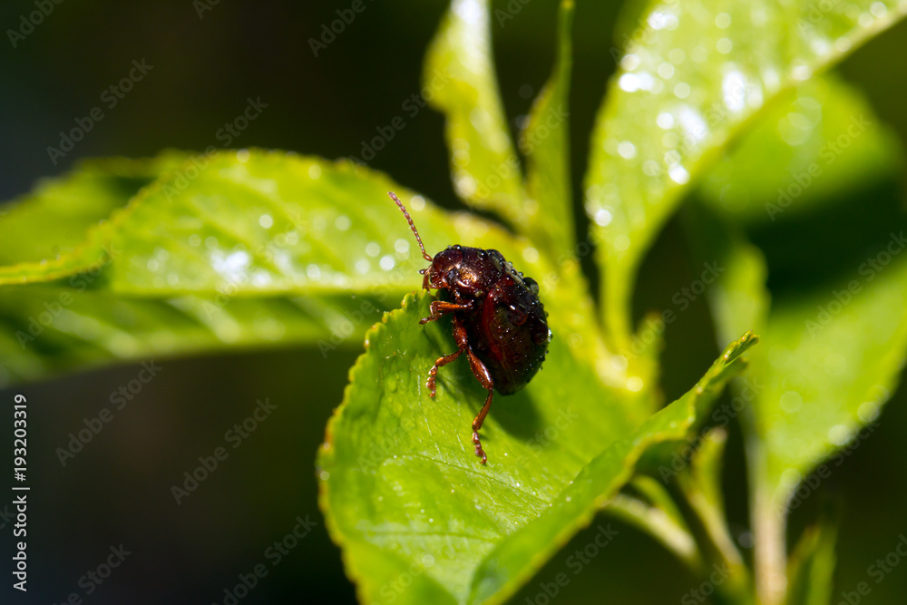 Fototapeta premium Metallic green bug on a leaf