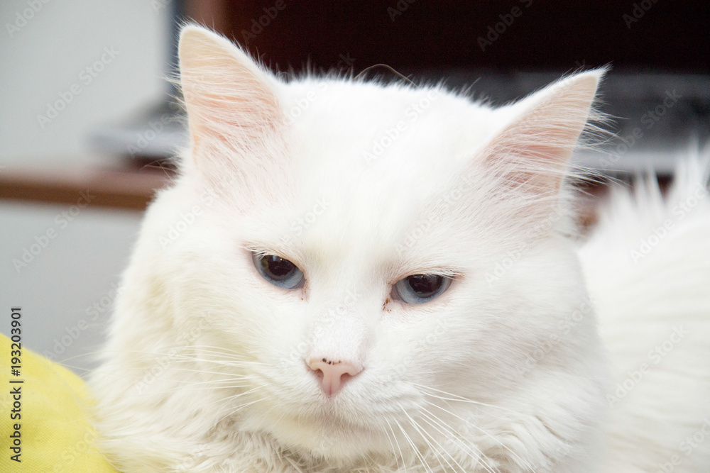 Nice white cat