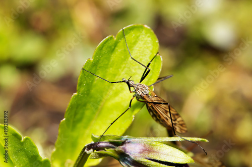 Mosquito hiding in the green forest moss closeup