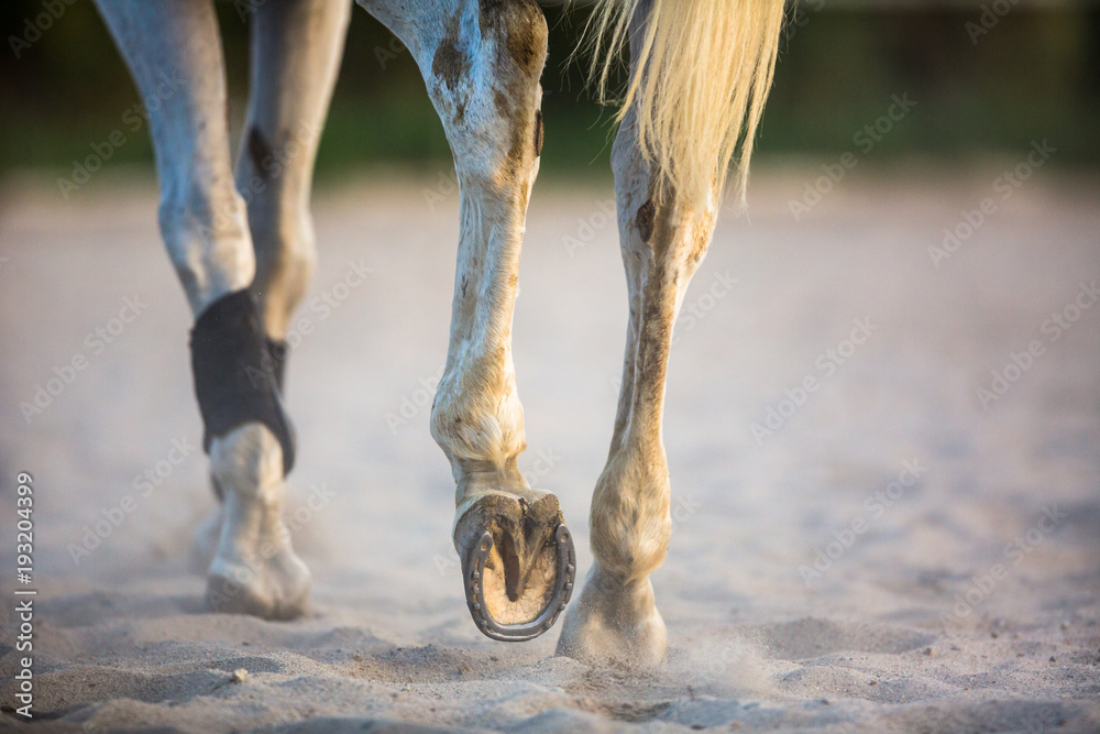 Fototapeta premium Horse galloping in sand