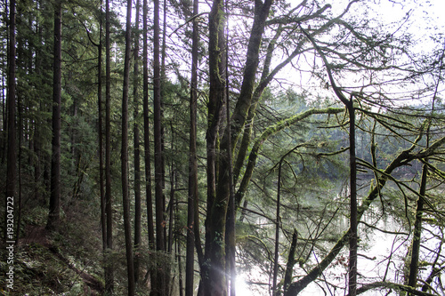 Forest at Sunset Falls  WA