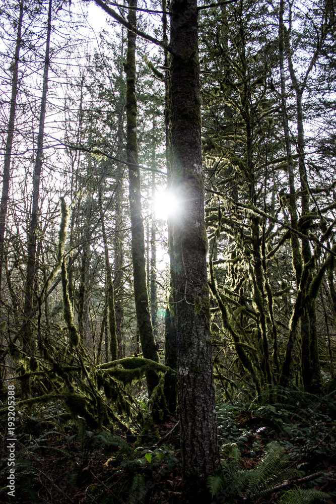 Naklejka premium Forest at Sunset Falls, WA