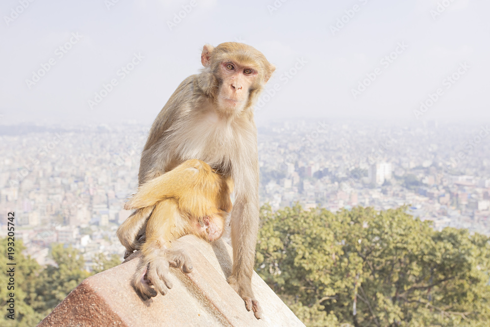 Naklejka premium Monkey looking weird funny face