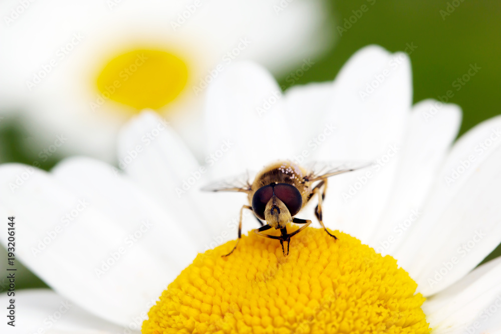 Fly sitting on camomile. Macro photo. White flower. Life of insects Fly sitting on camomile. Macro photo. White flower. Life of insects
