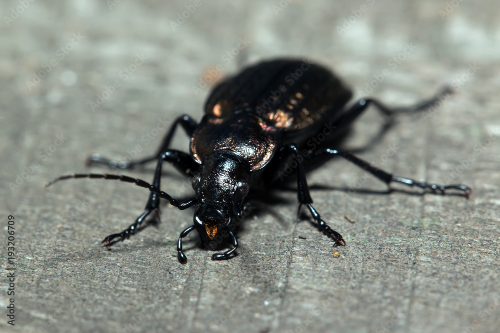 Beetle, ground beetle on nature, Green moss macro Beetle, ground beetle on nature, Green moss macro