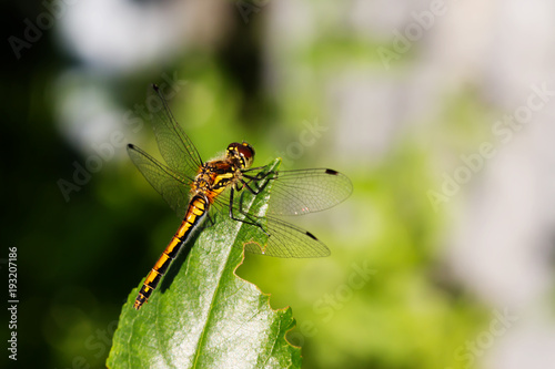 Dragonfly in the morning dew © buglibu