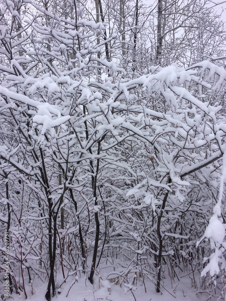 Fototapeta premium Winter in Alberta