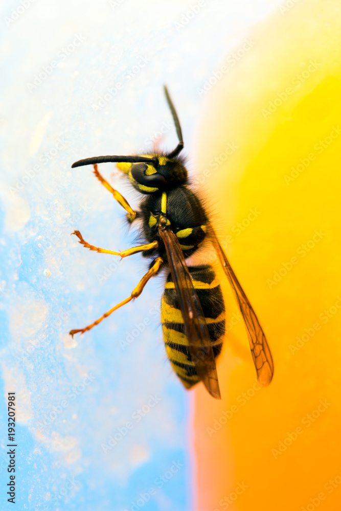 Wicked Wasp in search of sweet honey. Wicked Wasp in search of sweet honey.