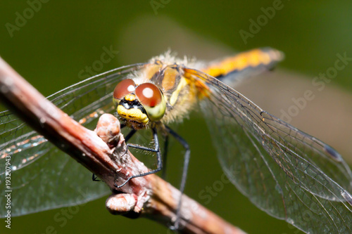 Dragonfly in the morning dew