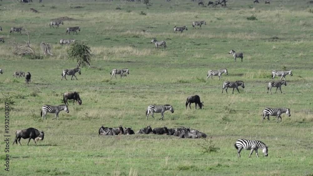 Wild zebras walking in Serengeti savannah Wild zebras walking in Serengeti savannah