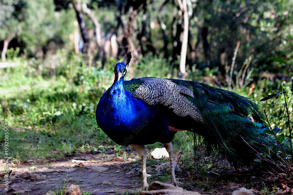 Obraz premium peacocks
