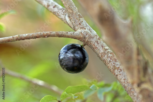 Closeup of jabuticaba on the tree photo