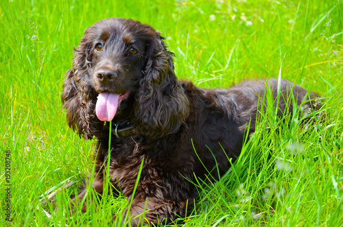 Obraz na płótnie English cocker spaniel in green grass