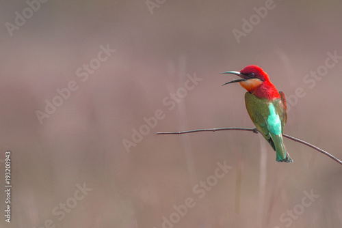 Beautiful bird Chestnut-headed Bee-eater