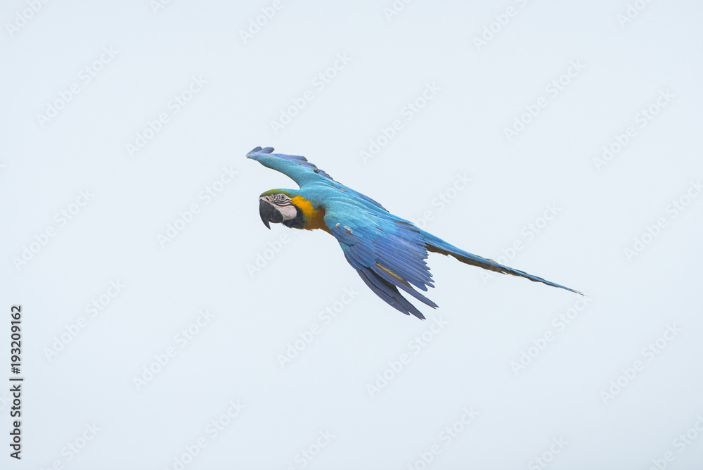 Blue and gold macaw flying on blue sky