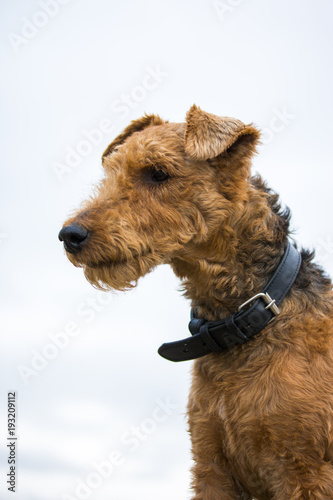 Welsh terrier dog thought