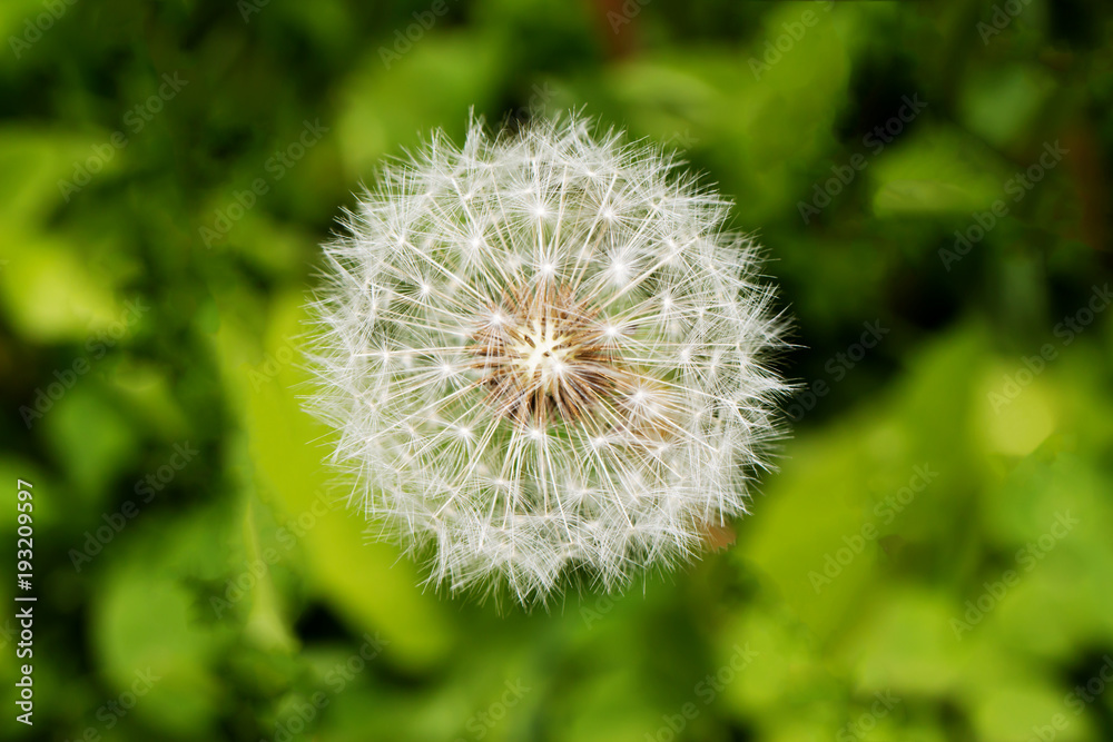 Fototapeta premium Dandelion closeup