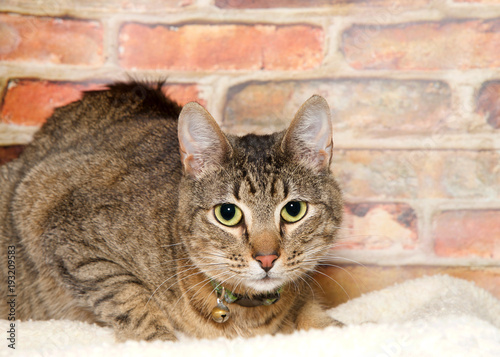 Tabby cat crouched down on blanket in front of a brick wall looking directly at viewer. Wearing a collar with bell. Cats hunt small prey, and both feral and domesticated cats prey on wildlife. © sheilaf2002