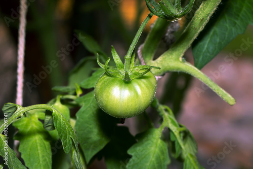 Green tomatoes in the greenhouse