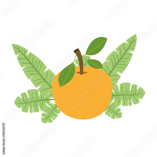 orange with leafs fresh and citrus fruit vector illustration design