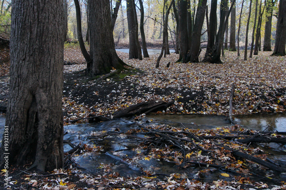 A creek in the woods in Autumn season. A creek in the woods in Autumn season.