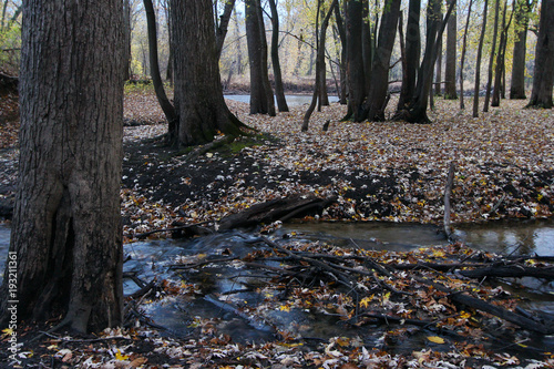 A creek in the woods in Autumn season.