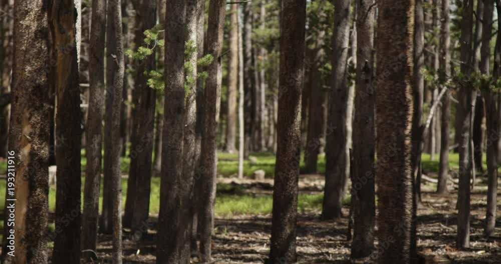 POV, passing by dense forest POV, passing by dense forest