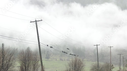 Rack focus, crows on power lines