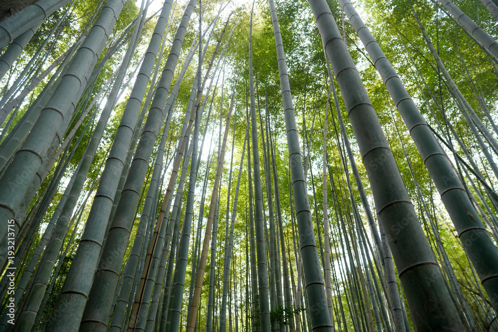京都 嵐山 竹林 京都 嵐山 竹林
